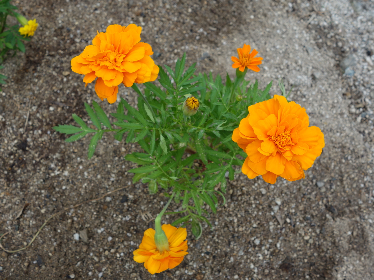 フレンチマリーゴールド