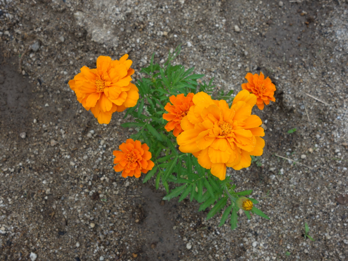 フレンチマリーゴールド