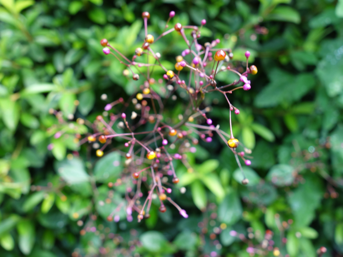 ハゼラン（爆蘭）