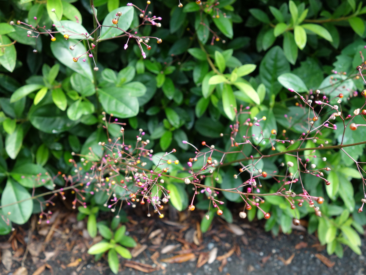 ハゼラン（爆蘭）