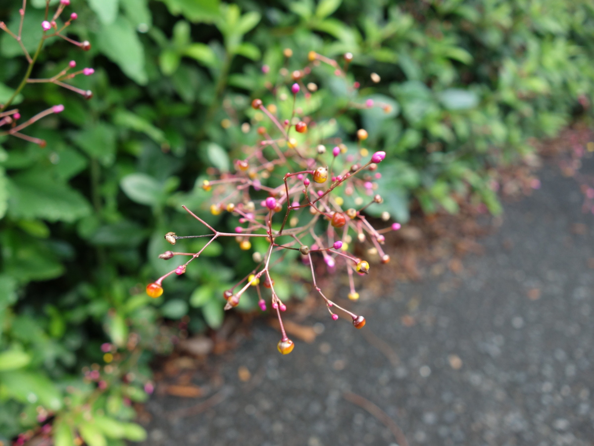 ハゼラン（爆蘭）