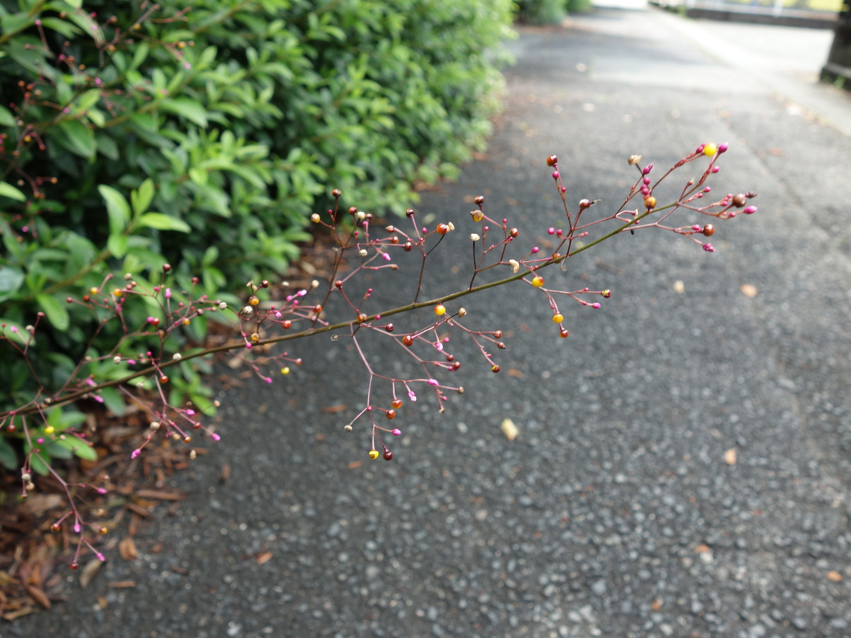 ハゼラン（爆蘭）