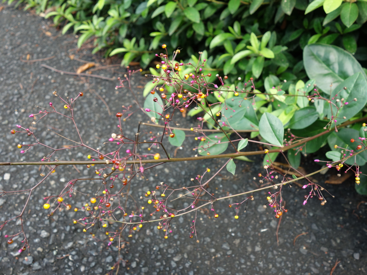 ハゼラン（爆蘭）