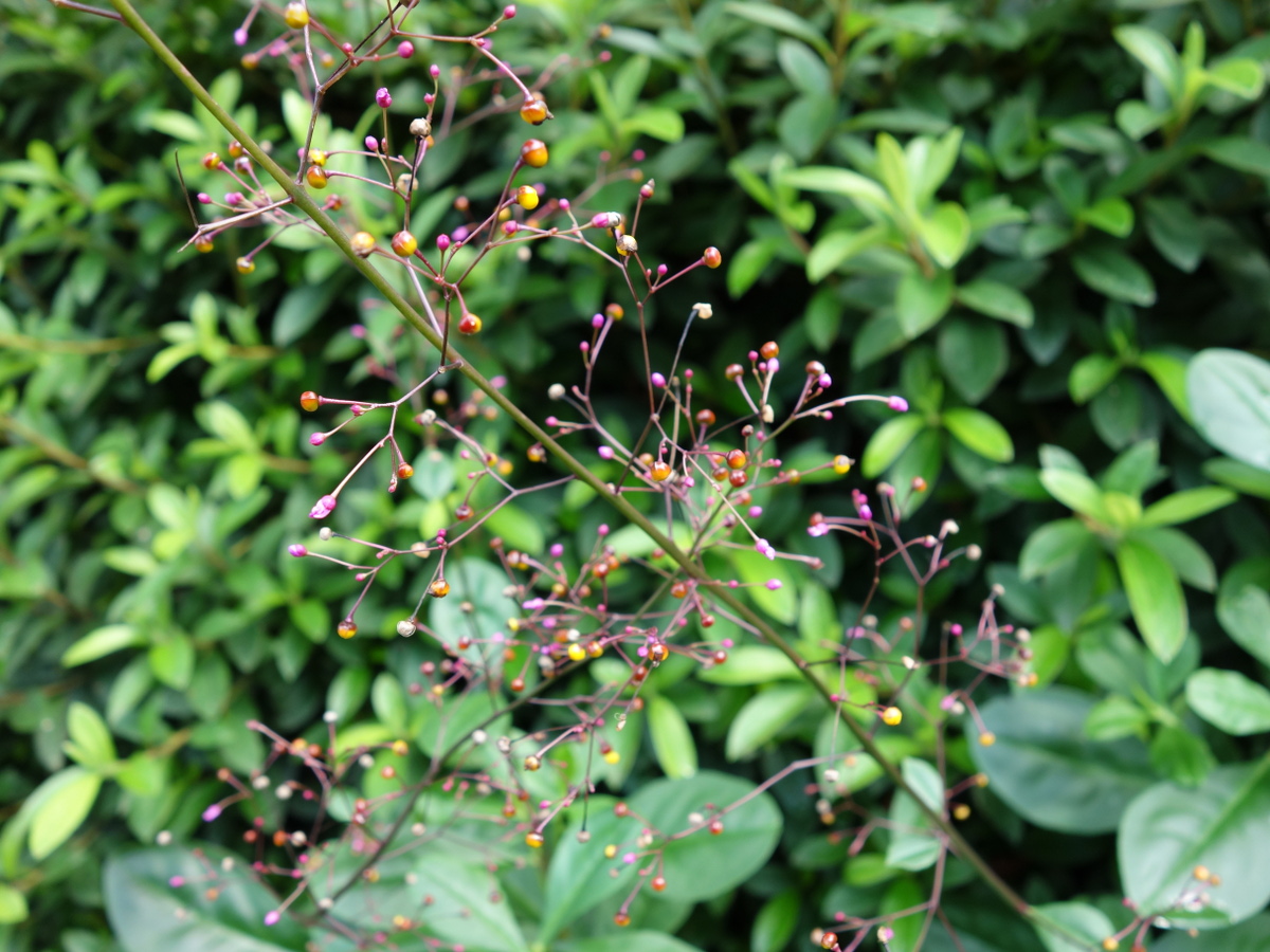 ハゼラン（爆蘭）