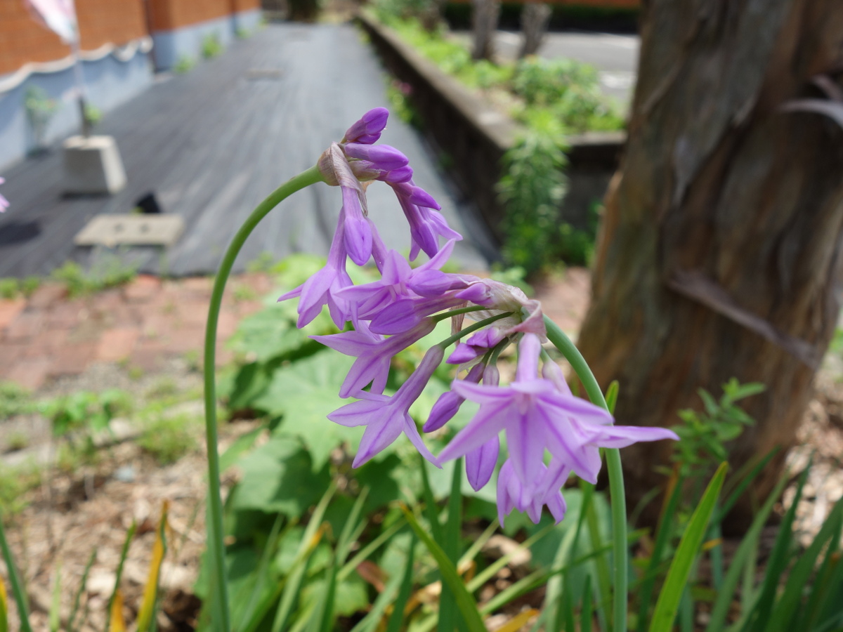 ツルバキア・ビオラセア