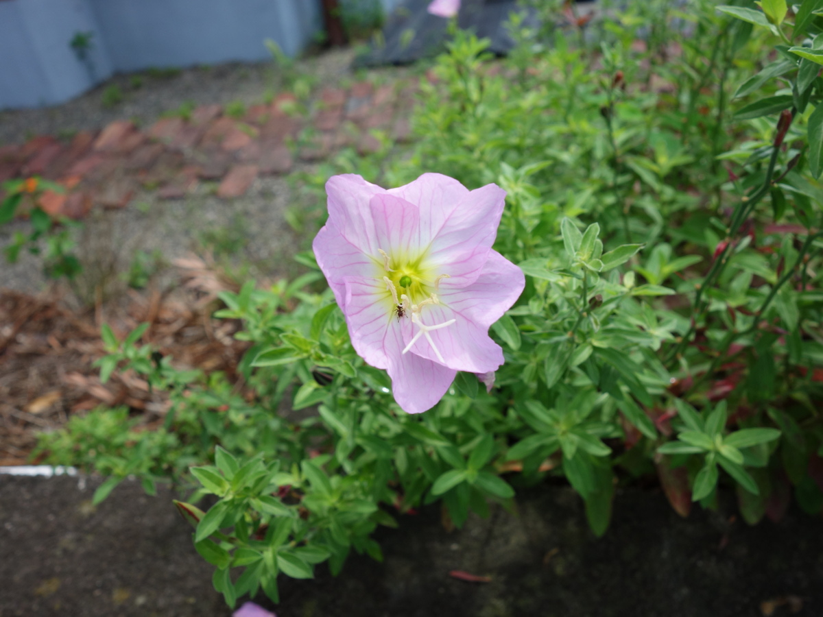 モモイロヒルザキツキミソウ