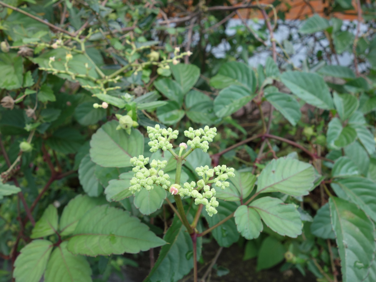 ヤブガラシ（藪枯・藪枯らし・烏蘞苺）