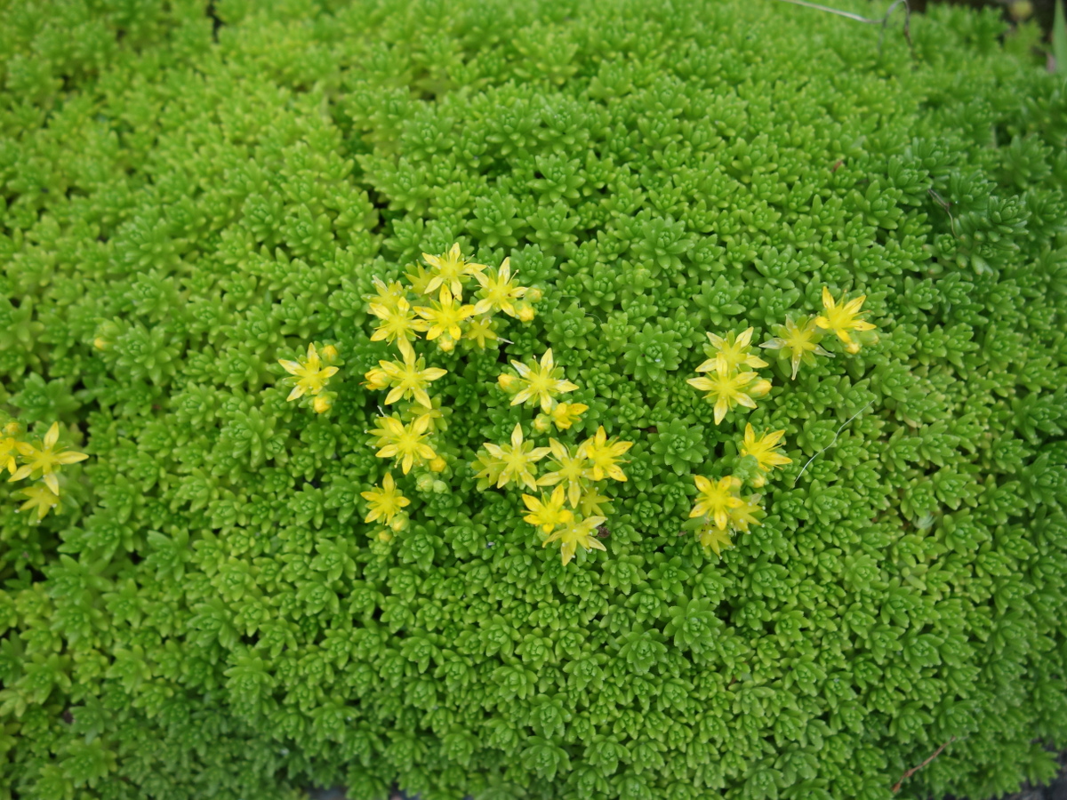 ツルマンネングサ（蔓万年草）