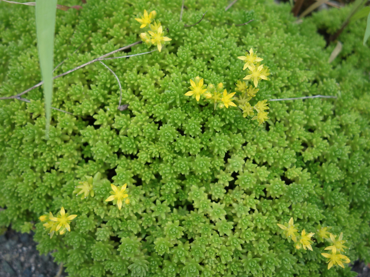 ツルマンネングサ（蔓万年草）