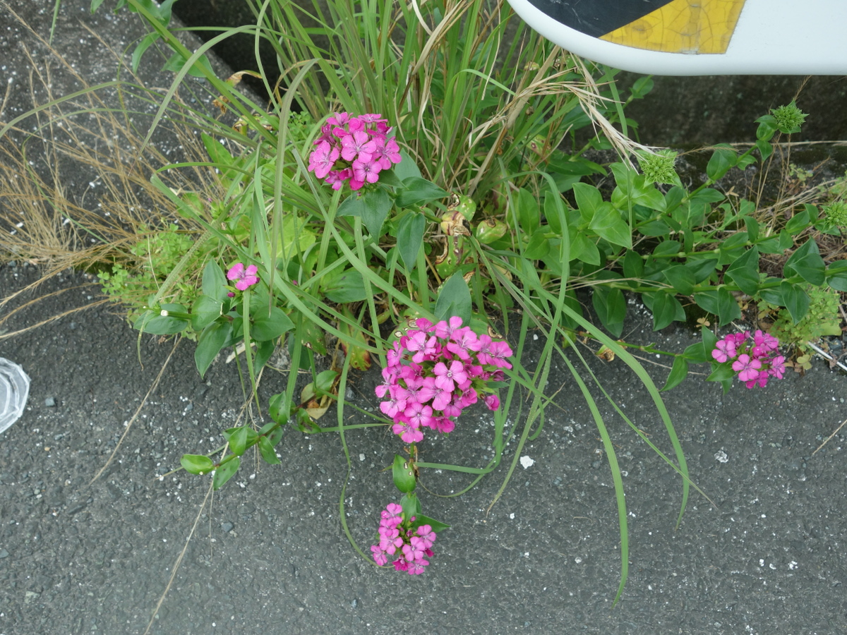 ハマナデシコ（浜撫子）・フジナデシコ（藤撫子）・ベニナデシコ（紅撫子）