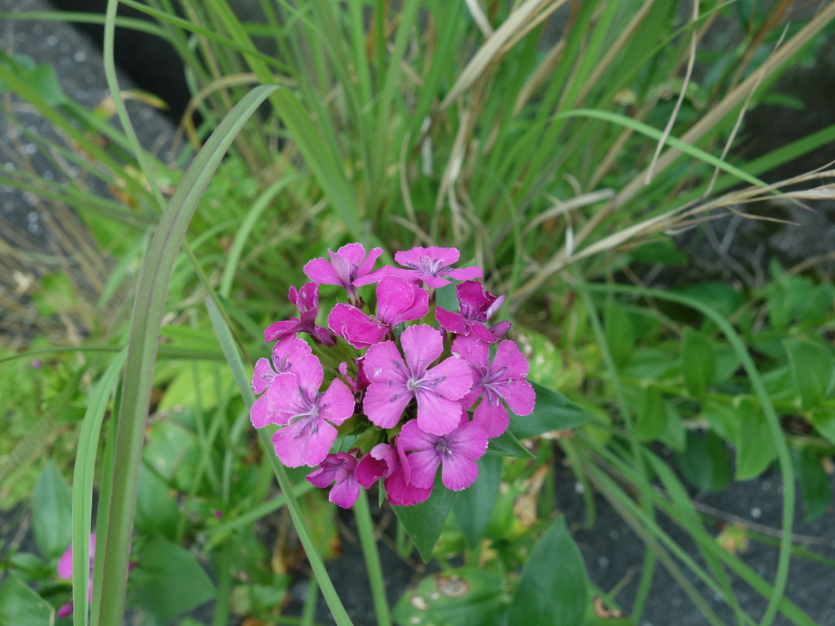 ハマナデシコ（浜撫子）・フジナデシコ（藤撫子）・ベニナデシコ（紅撫子）