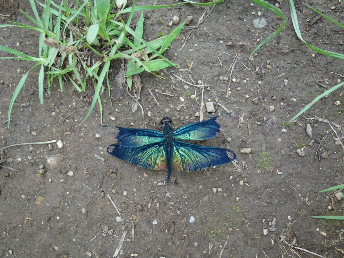 チョウトンボ（蝶蜻蛉）