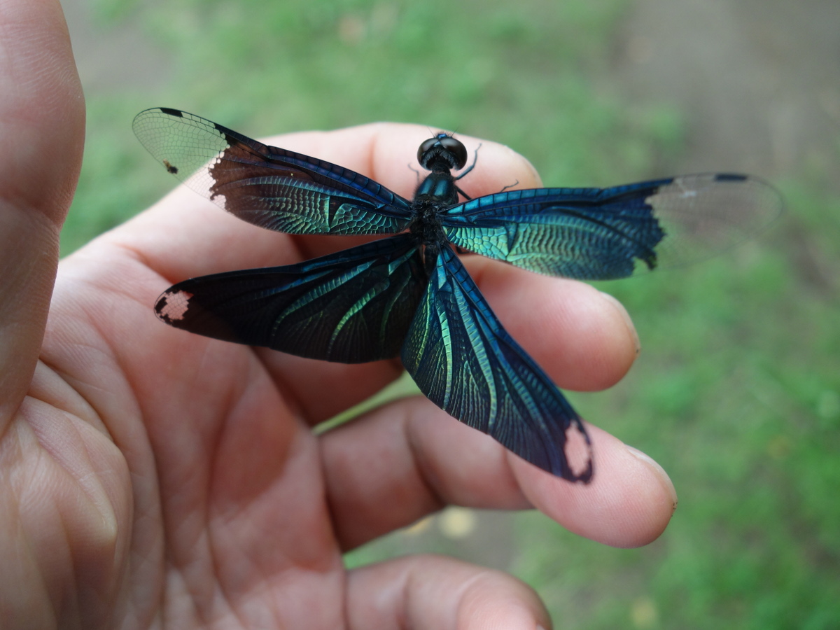 チョウトンボ（蝶蜻蛉）