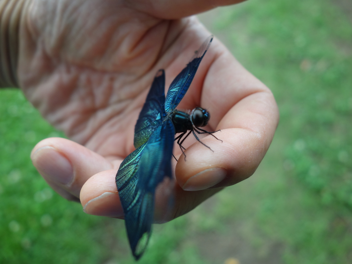 チョウトンボ（蝶蜻蛉）