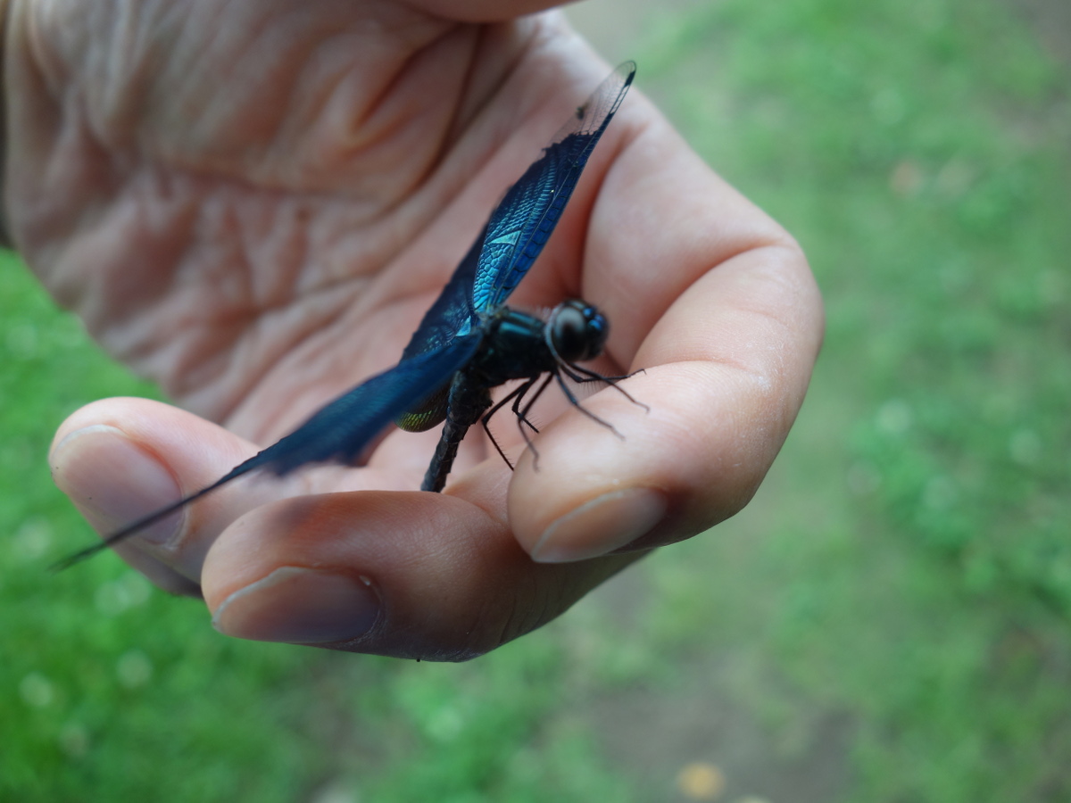 チョウトンボ（蝶蜻蛉）