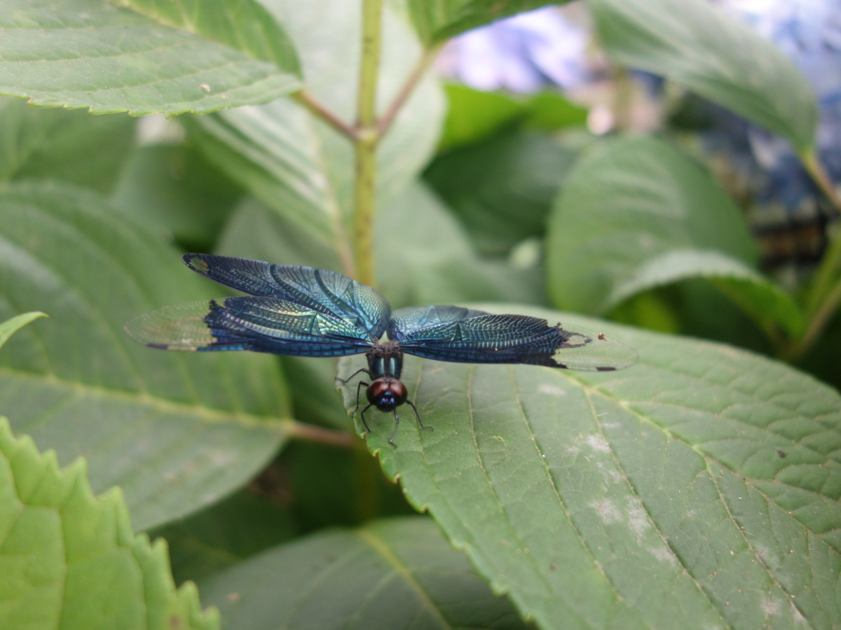 チョウトンボ（蝶蜻蛉）