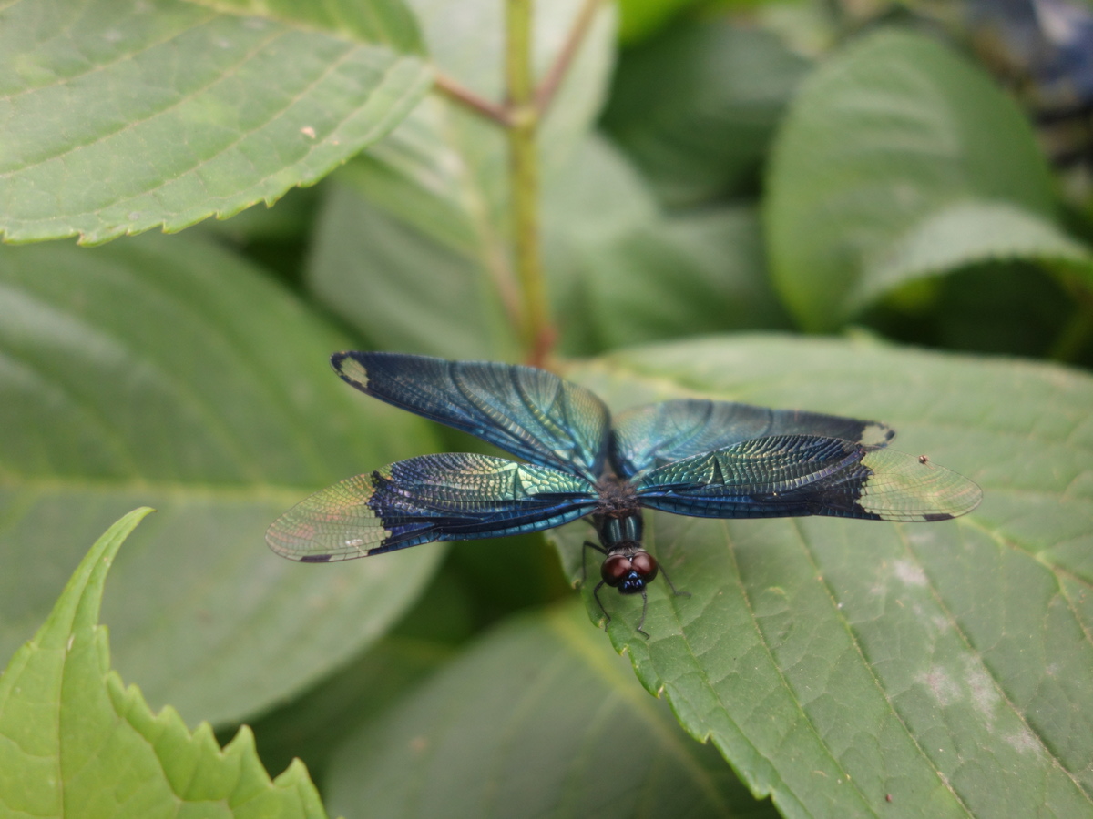 チョウトンボ（蝶蜻蛉）