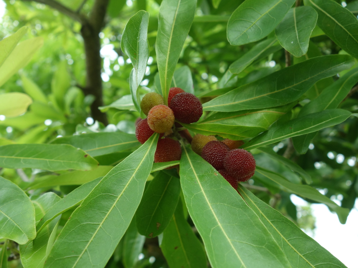 ヤマモモ（山桃）