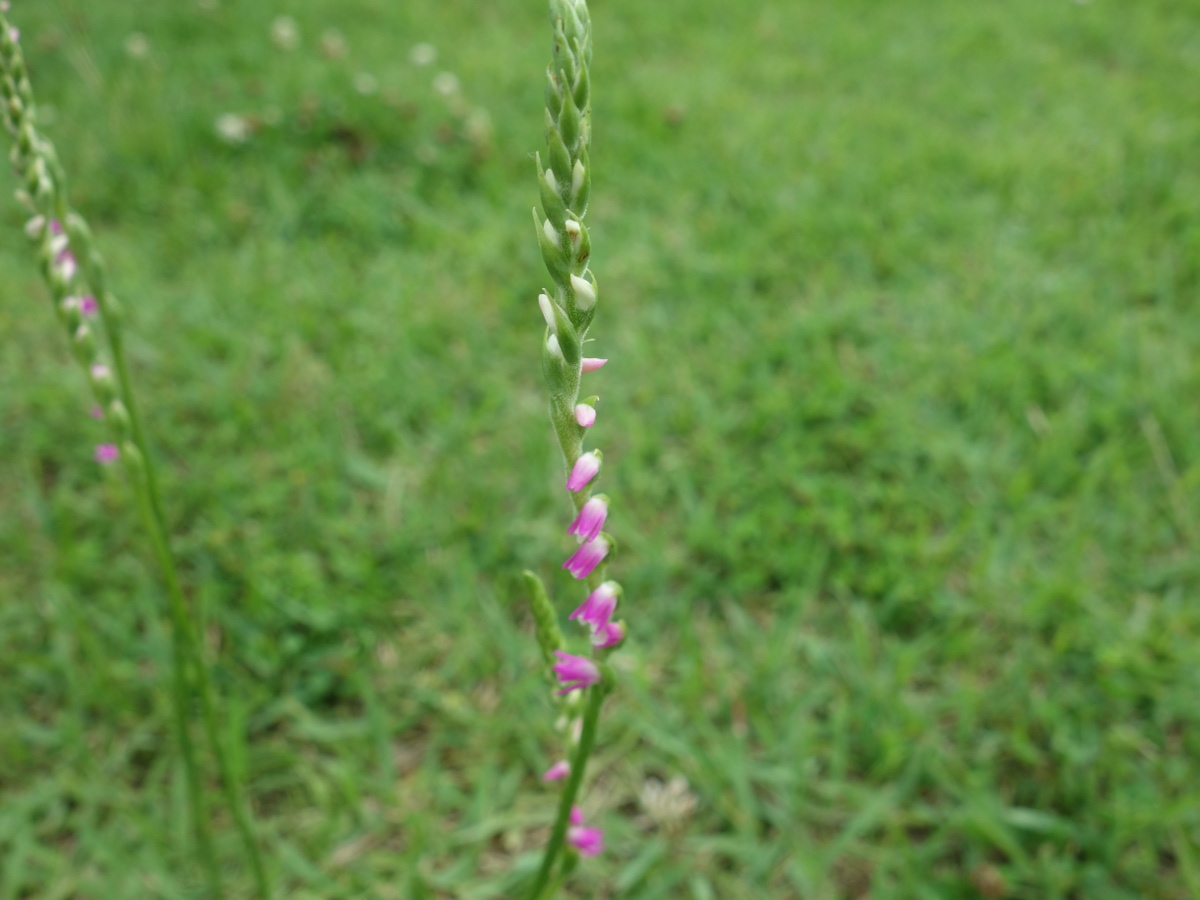 ネジバナ（捩花）