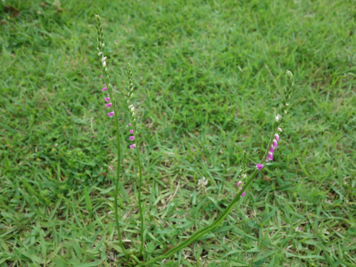 ネジバナ（捩花）