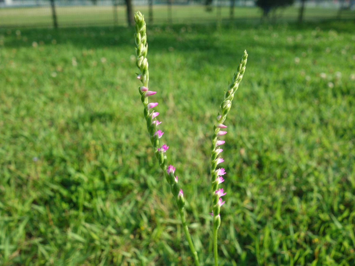 ネジバナ（捩花）