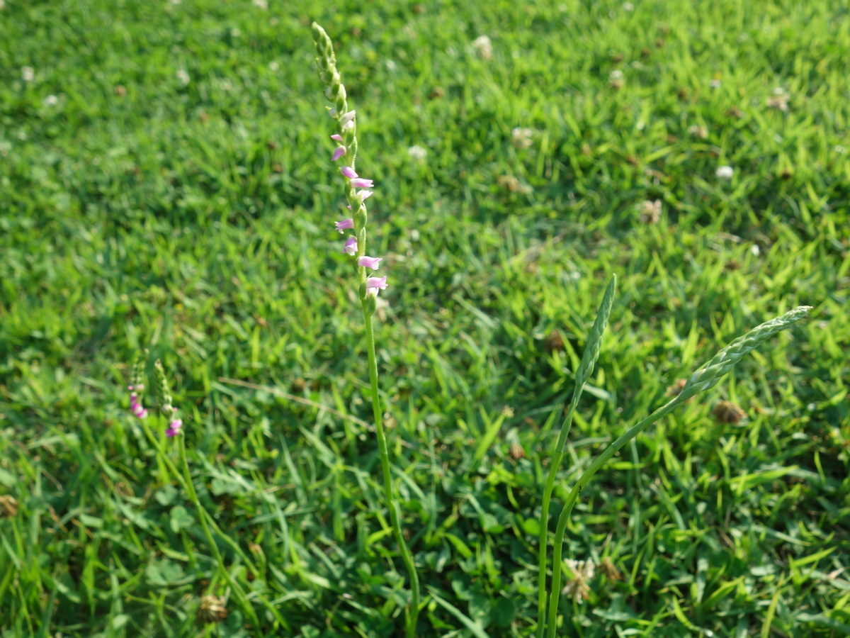 ネジバナ（捩花）