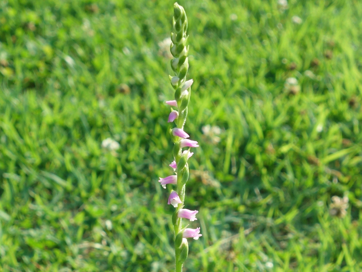 ネジバナ（捩花）