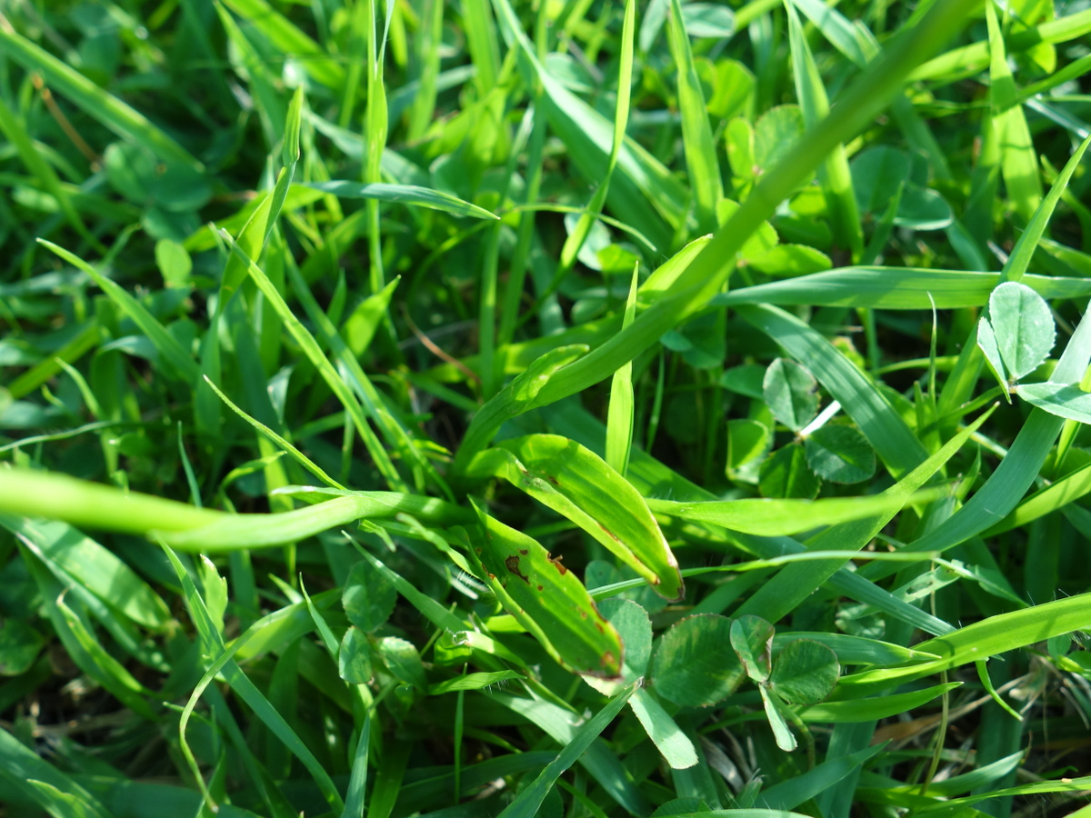 ネジバナ（捩花）