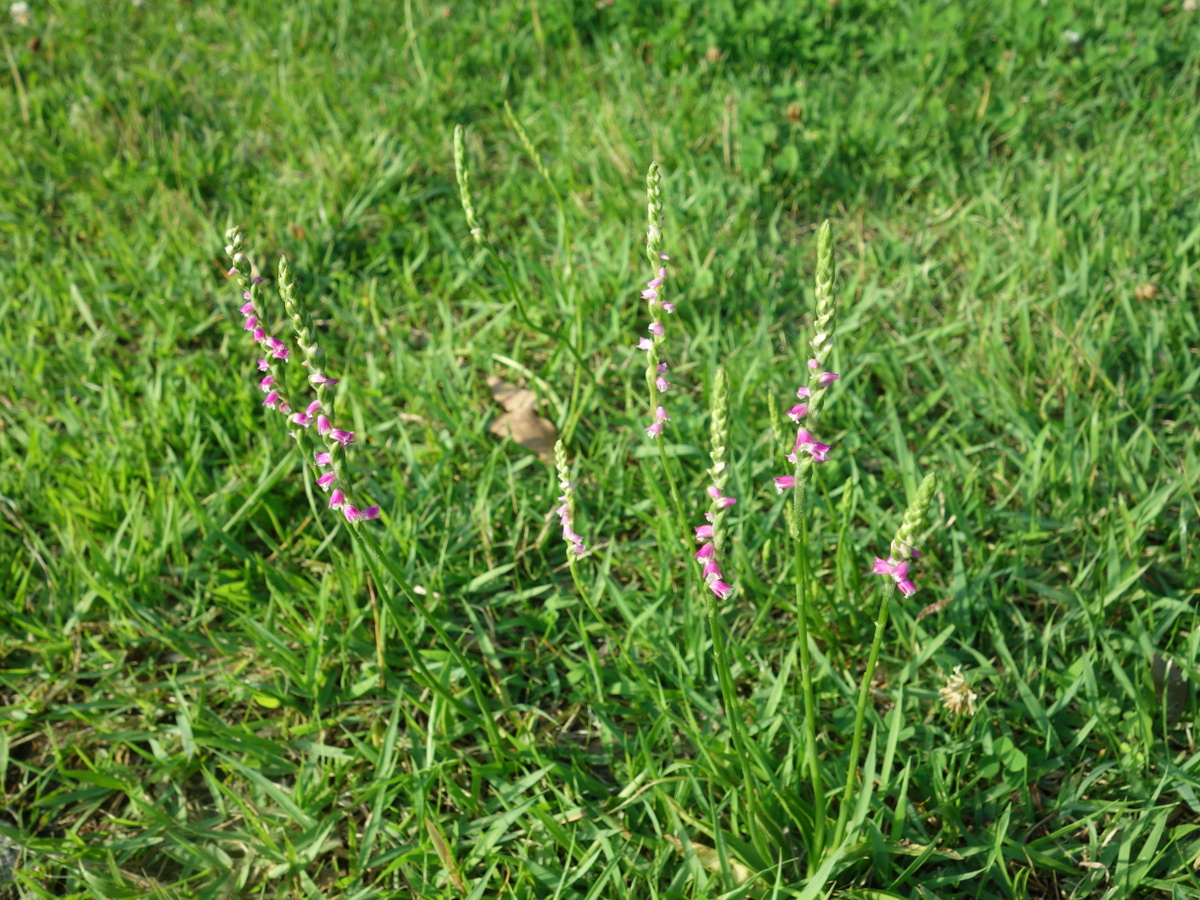 ネジバナ（捩花）