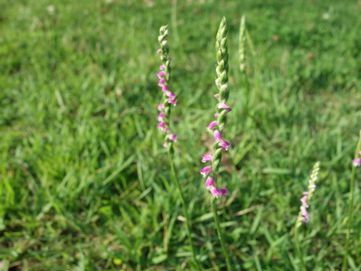 ネジバナ（捩花）