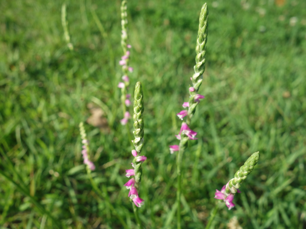 ネジバナ（捩花）