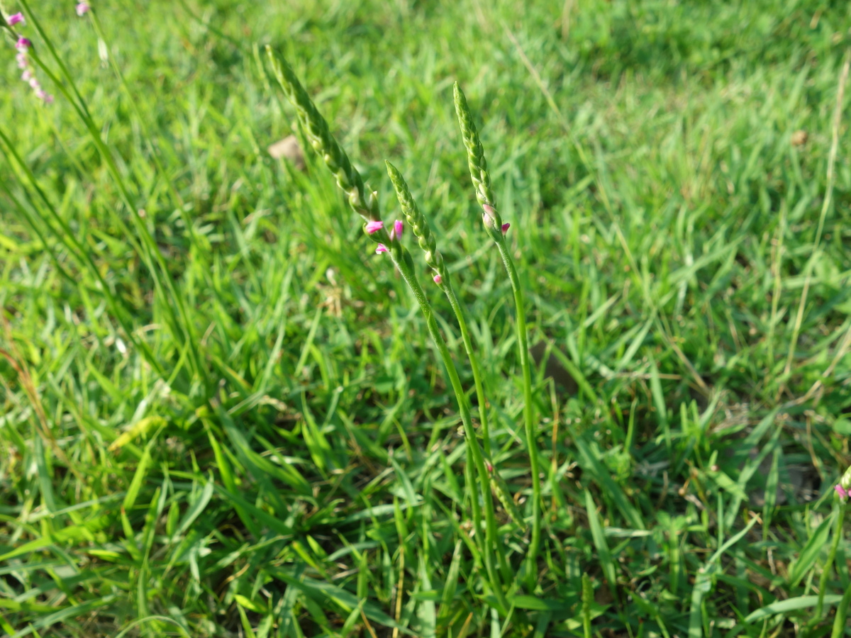 ネジバナ（捩花）