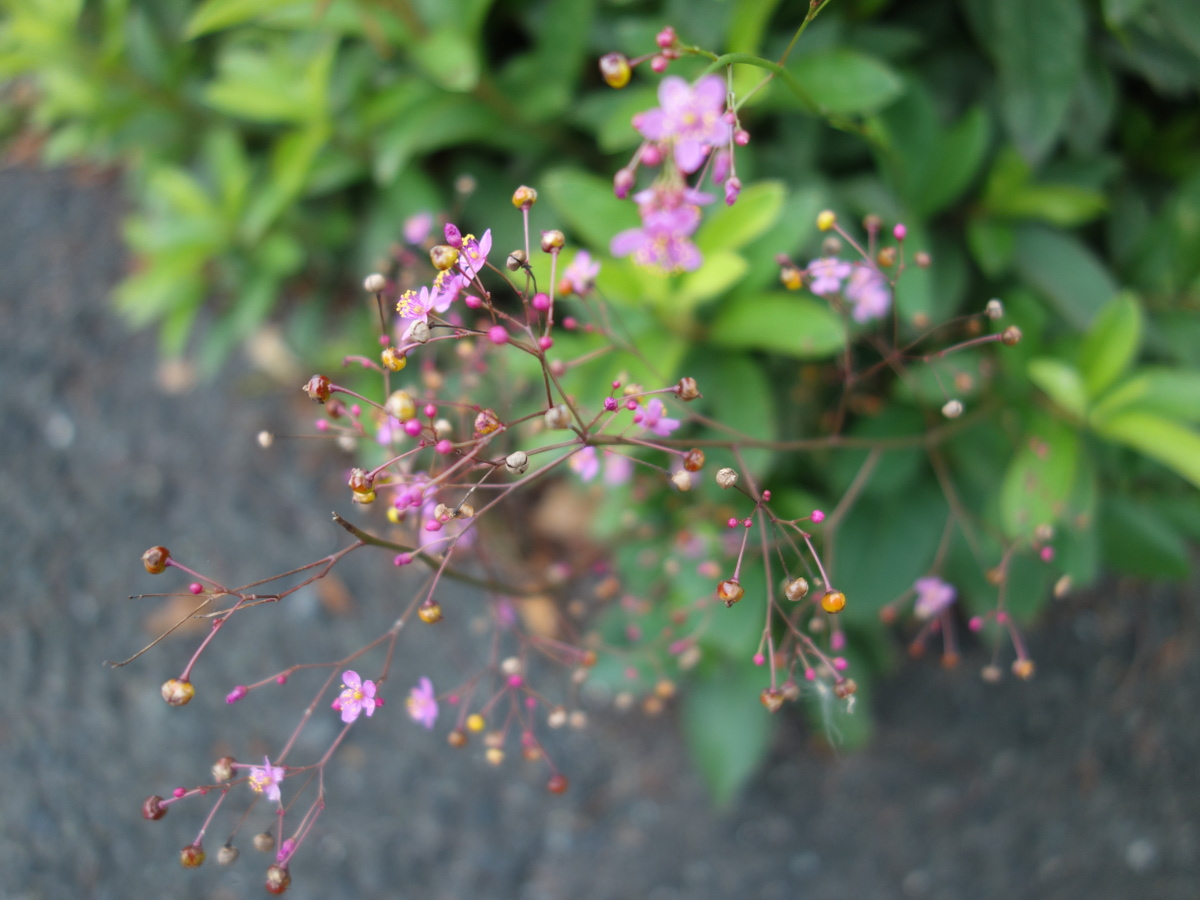 ハゼラン（爆蘭）