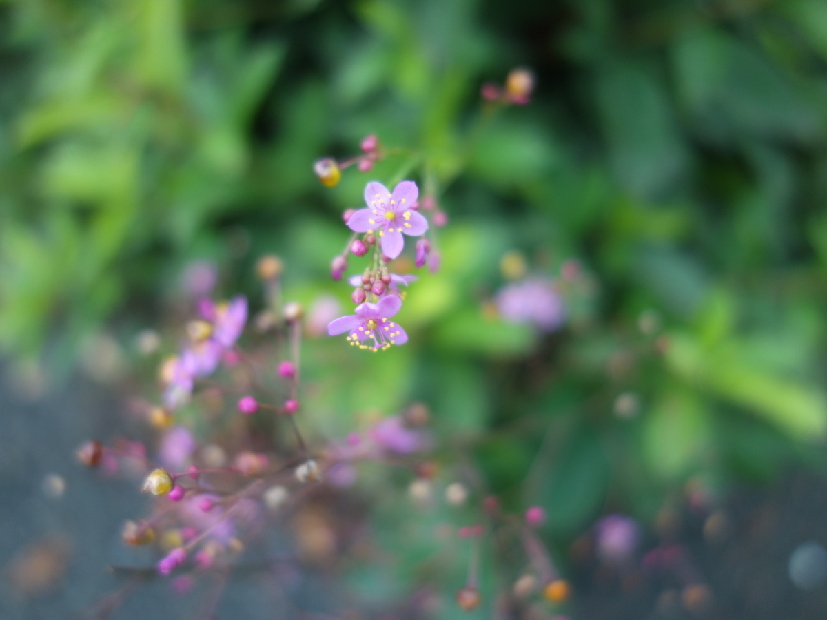 ハゼラン（爆蘭）