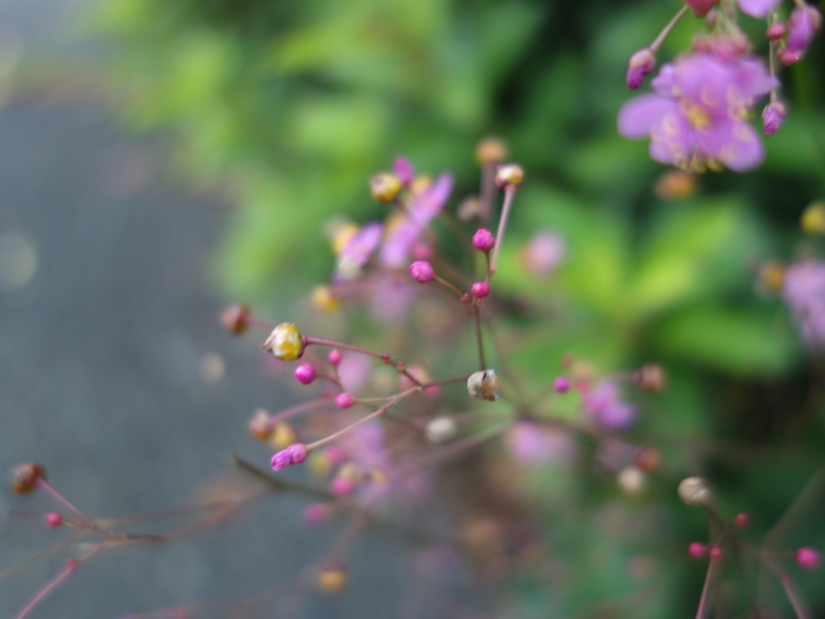 ハゼラン（爆蘭）