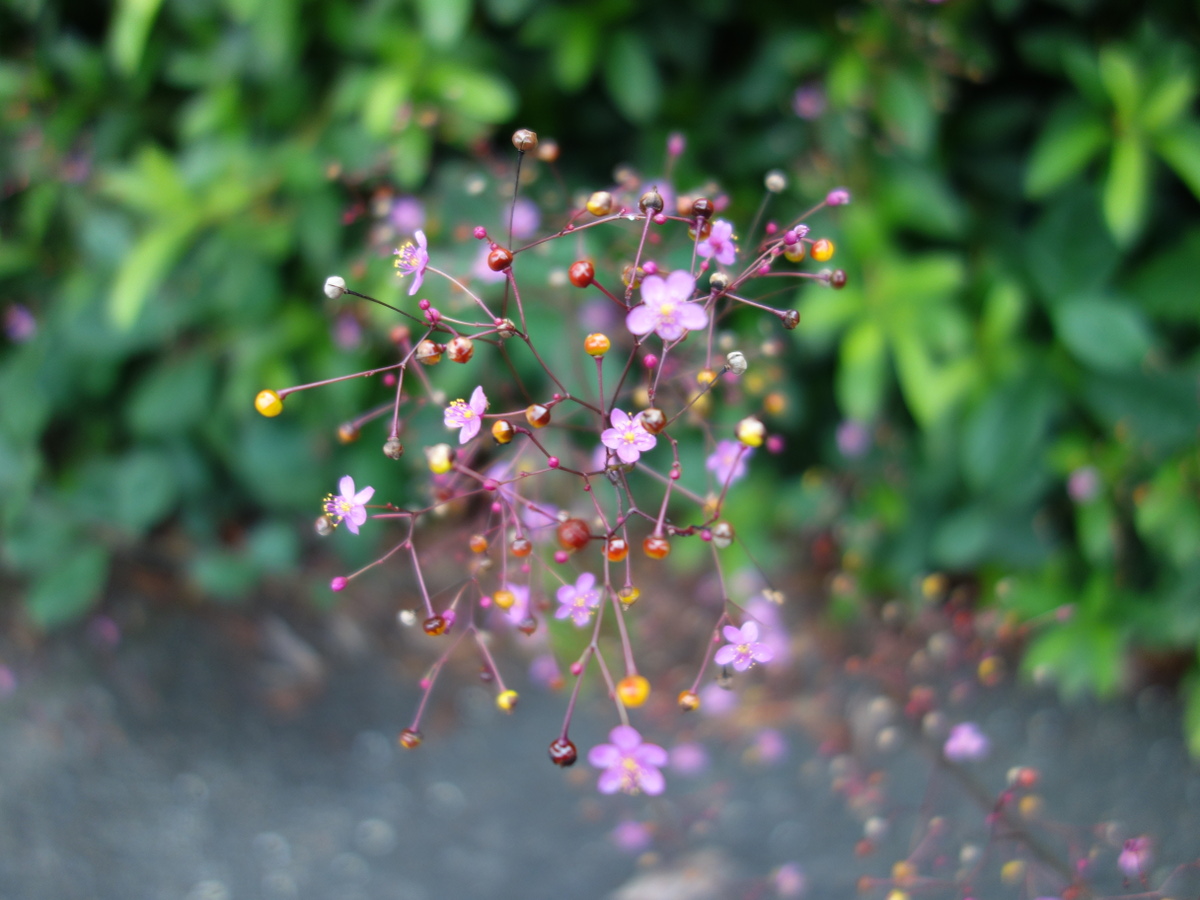 ハゼラン（爆蘭）