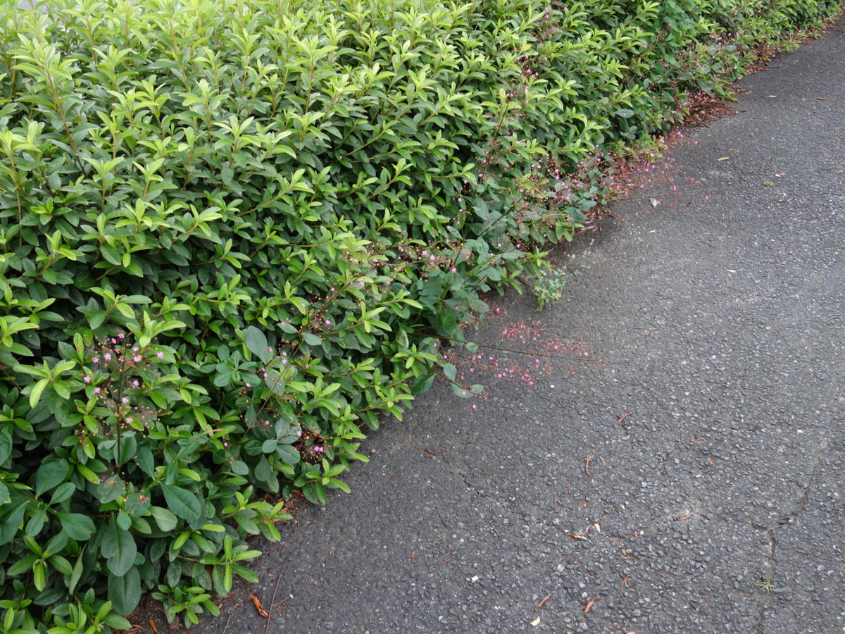 ハゼラン（爆蘭）