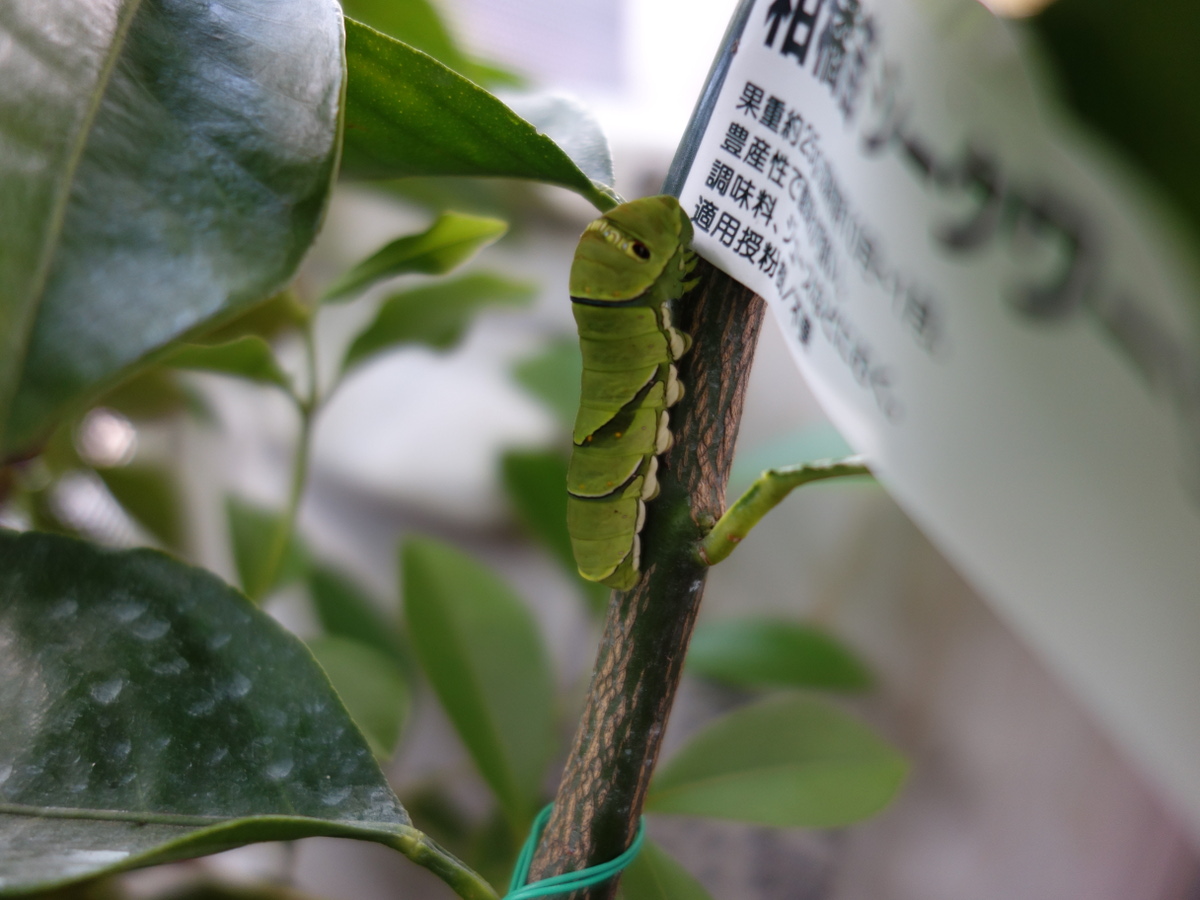ナミアゲハの幼虫