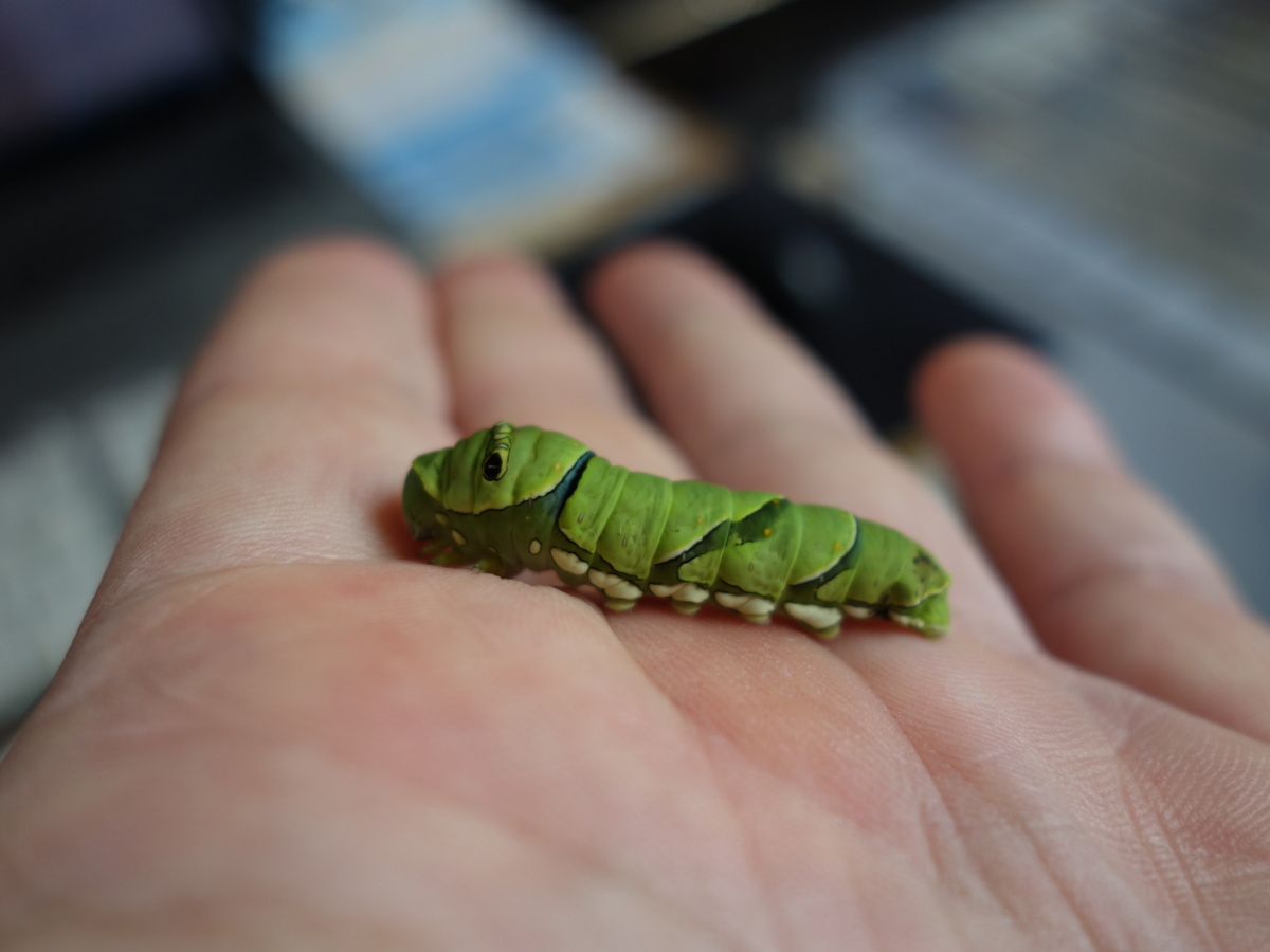 ナミアゲハの幼虫