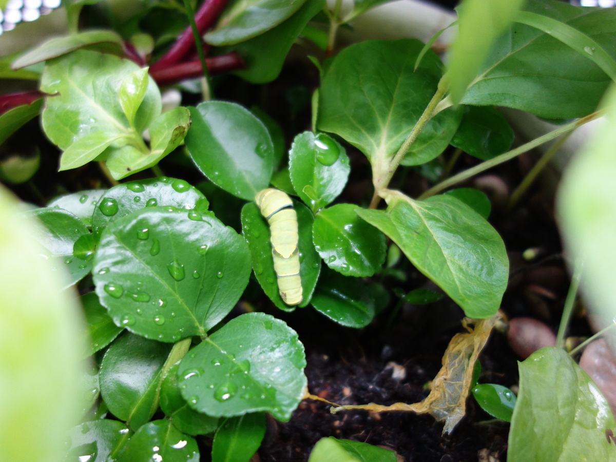 ナミアゲハの幼虫