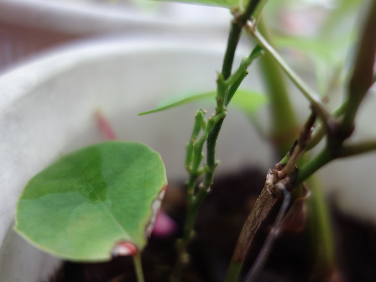 ナミアゲハの幼虫