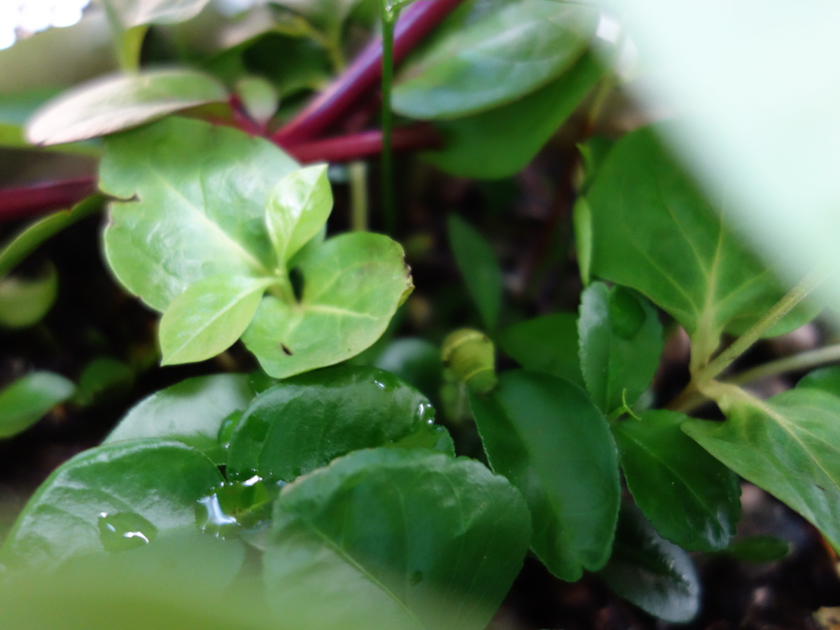 ナミアゲハの幼虫