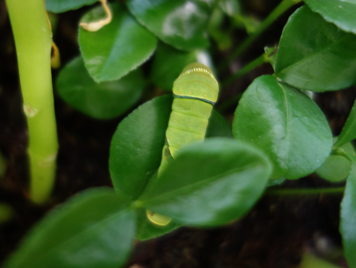 ナミアゲハの幼虫