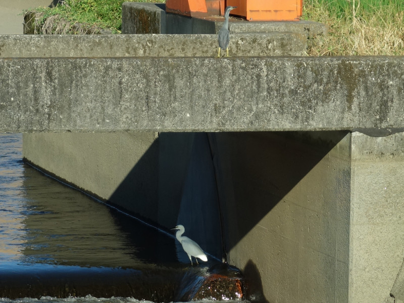 ササゴイとコサギとアオサギ
