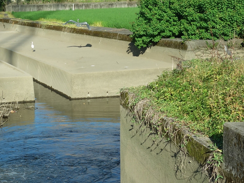 ササゴイとコサギとアオサギ