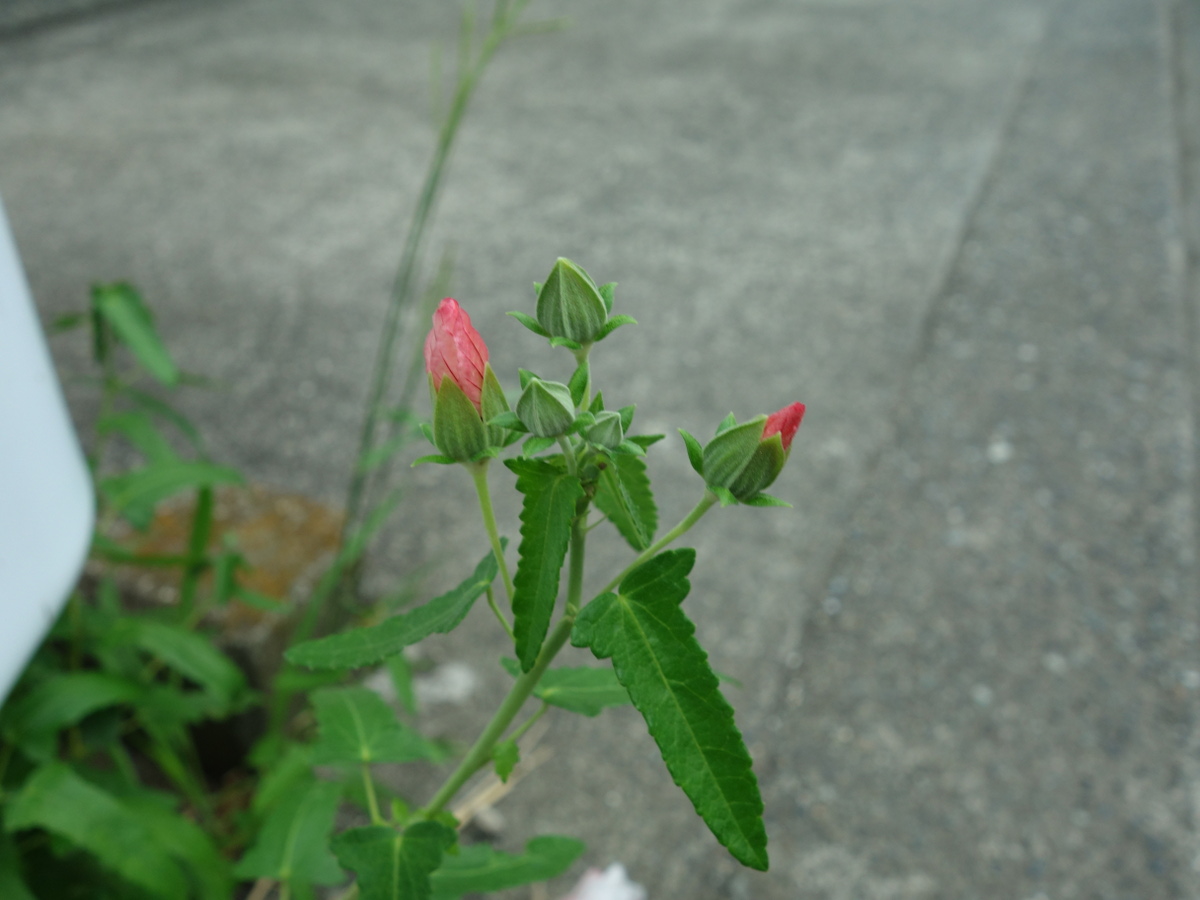 ヤノネボンテンカ（矢の根梵天花）