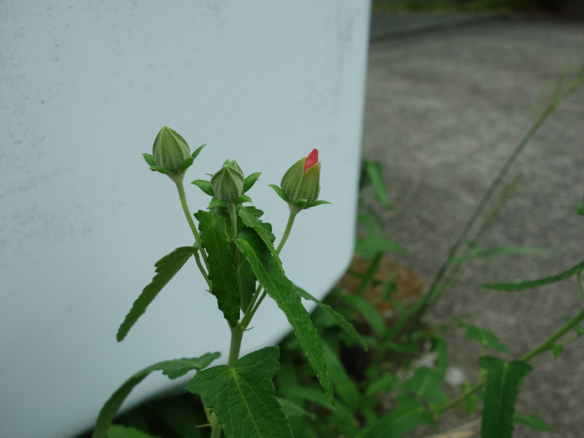 ヤノネボンテンカ（矢の根梵天花）