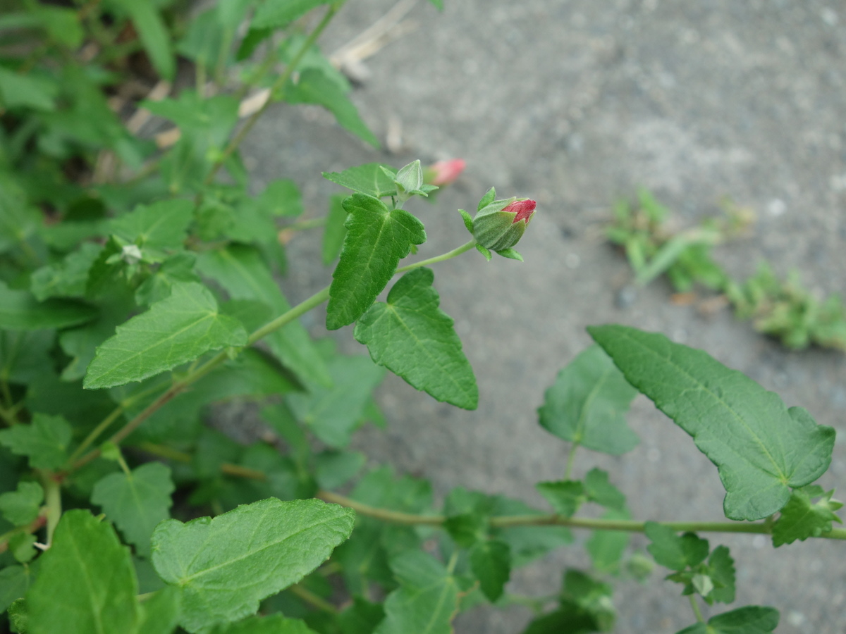 ヤノネボンテンカ（矢の根梵天花）