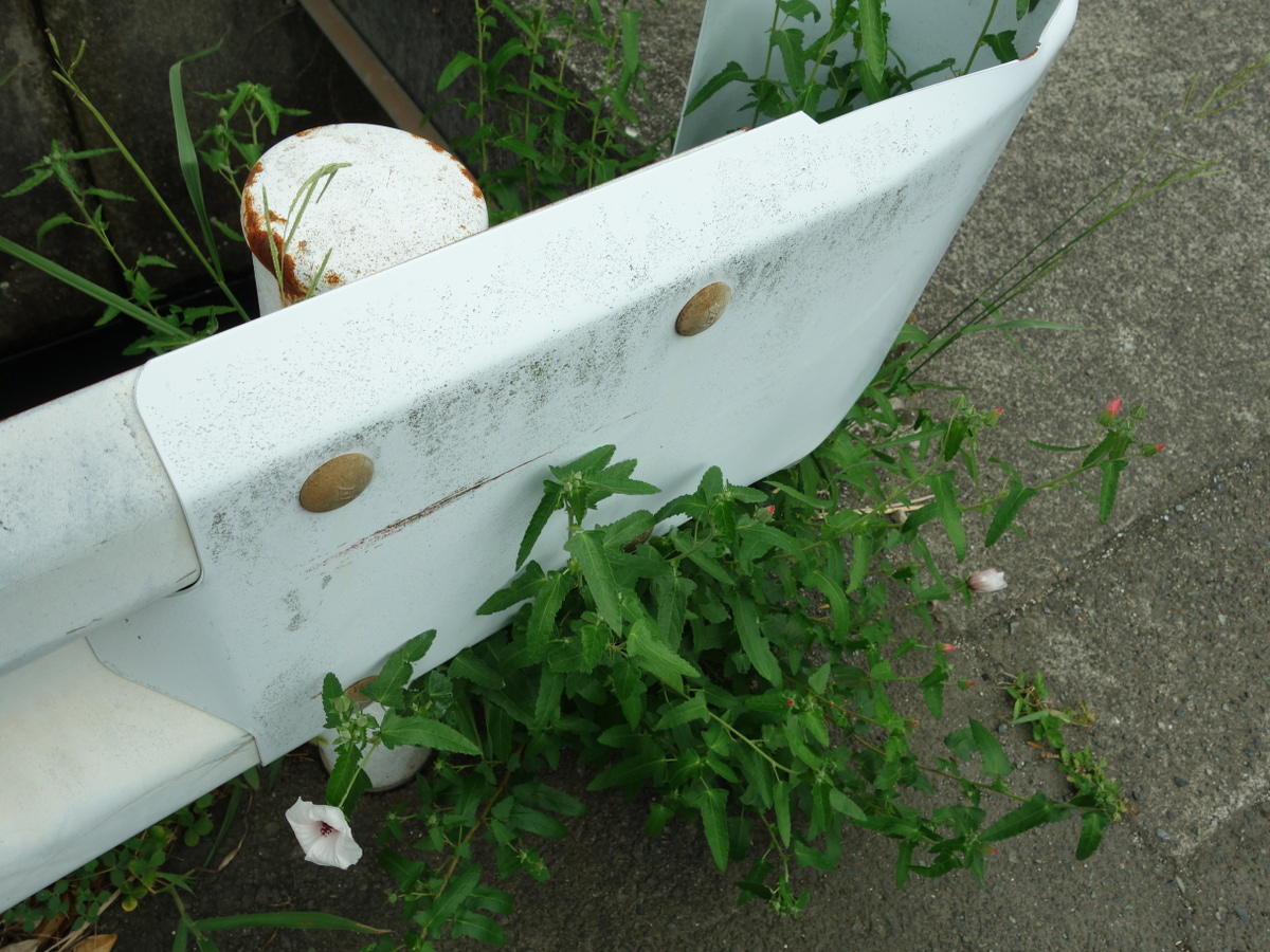 ヤノネボンテンカ（矢の根梵天花）