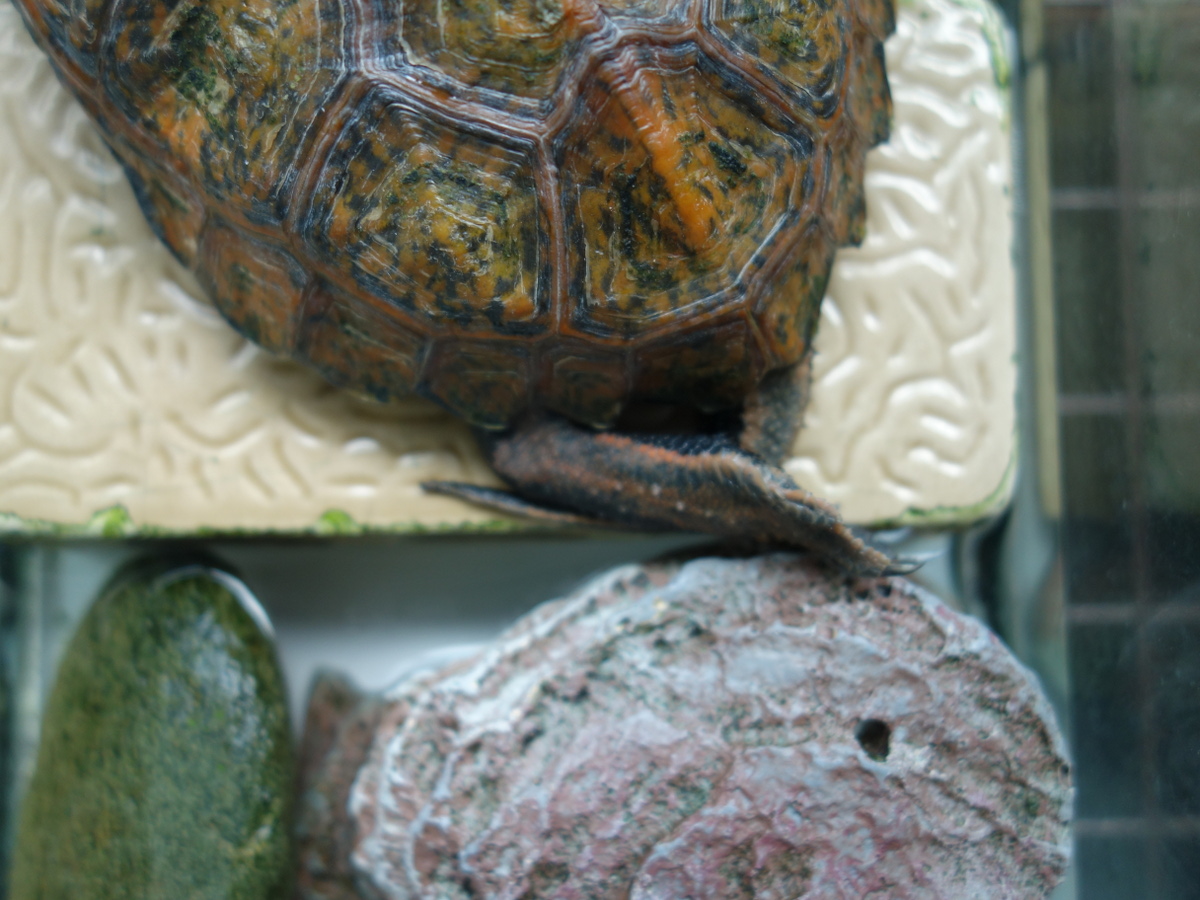 ニホンイシガメ